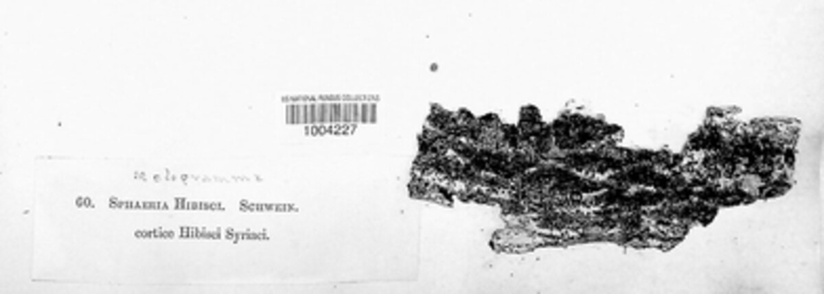 Sphaeria hibisci image